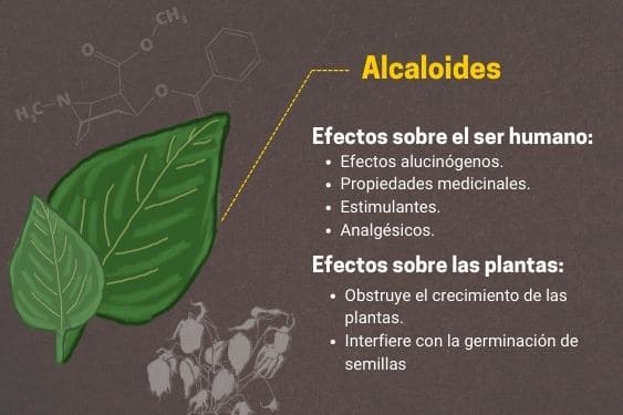 Infografía mostrando los efectos de los alcaloides en el cuerpo humano y las plantas: alucinógenos, propiedades medicinales, estimulantes, analgésicos, fitotoxicidad, defensa contra depredadores, depresores, reguladores del crecimiento y atracción de polinizadores.