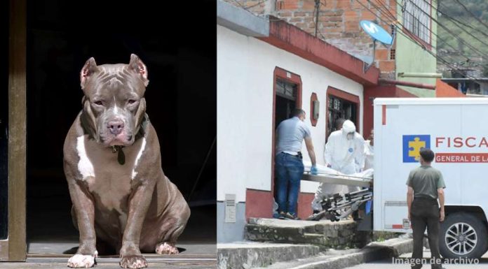 cover (1) Niña de 2 años muere atacada por un perro pitbull