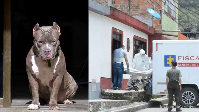 Niña de 2 años muere atacada por un perro pitbull