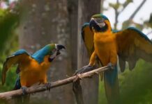 150 mil animales han sido traficados en los últimos cinco años en Colombia