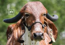 Pereira acogerá la feria ganadera más importante de Colombia, consolidándose como epicentro del sector agropecuario.