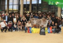 En Agroexpo 2025, la ganadería Manantiales de Pereira reafirmó su liderazgo a nivel nacional al obtener un nuevo reconocimiento. Su ejemplar El Tesoro de Jade T.E. fue distinguida como Campeona Adulta y Gran Campeona del certamen.