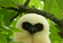 En Santa Rosa de Cabal fue hallado un ejemplar muy especial: Pulsatrix perspicillata, conocido comúnmente como búho de anteojos.