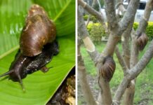 La Patrulla del Caracol