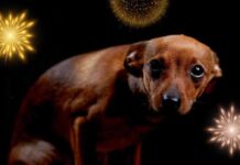 CARDER hace llamado urgente para proteger los animales ante el uso de pólvora en Navidad