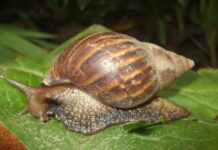 Pereira en alerta por consumo de caracol africano entre habitantes de calle