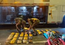 Cae red que movía 40 kilos de marihuana en buses de servicio público en la Línea