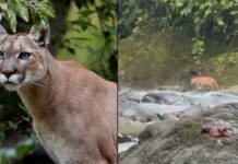 Majestuosidad Salvaje a Orillas del Río