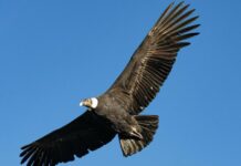 Cóndor andino sorprende a turistas en el Valle de Cocora