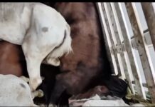 Rescatan 18 caballos hacinados y fatigados en camión en Cundinamarca; dos capturados