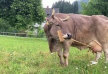 Una vaca rompe esquemas científicos al demostrar uso intencional de herramientas