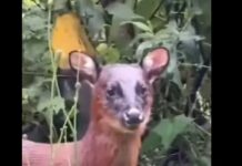 Sorprendente avistamiento de venado rojo en el norte del Tolima