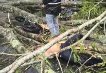 #Atención Motociclista fallece tras caída de árbol