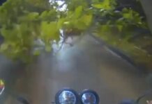 EN VIDEO: ¡OTRA VEZ! Motociclista grabó el momento en que una rama le cayó encima en Pereira: van dos casos en menos de 24 horas