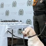 Narcoenvío cayó en bodega de mensajería: perro policía destapó la droga