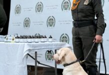 Narcoenvío cayó en bodega de mensajería: perro policía destapó la droga