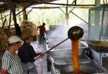 Fallece semanas después de grave accidente en molienda panelera