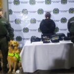 En video| Maleta con sorpresa: perro detecta más de 4 kilos de marihuana en el Eje Cafetero