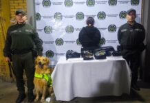 En video| Maleta con sorpresa: perro detecta más de 4 kilos de marihuana en el Eje Cafetero