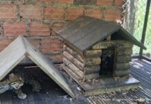 ¡Capturada de tráfico de fauna! Rescatan dos ocelotes “Tigrillos” que eran vendidos por redes sociales.