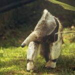 Dos nuevos habitantes llegan al Eje Cafetero y marcan un hito en conservación