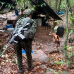 Canina del Ejército sobrevive a ataque con drones y regresa tras siete días desaparecida