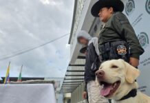 Nuevo golpe del canino antinarcóticos “Axel”