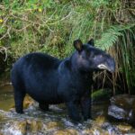 Un relato desde el Vaupés revive el valor espiritual de la danta