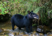 Un relato desde el Vaupés revive el valor espiritual de la danta