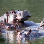 Polémica decisión: el Gobierno sacrificará hipopótamos para frenar su expansión
