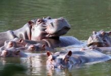 Polémica decisión: el Gobierno sacrificará hipopótamos para frenar su expansión