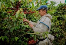 Café de Caldas cruza fronteras