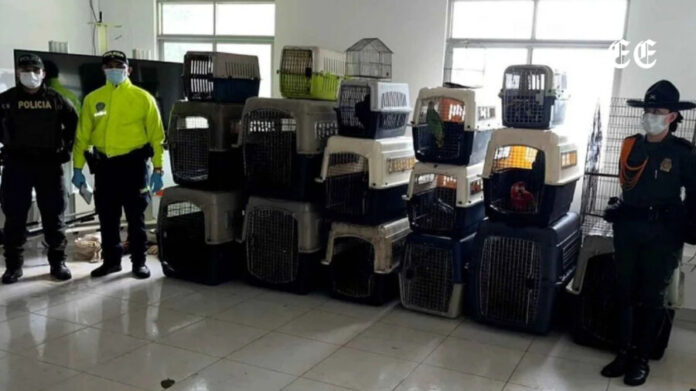 carcel-para-jesse-adonai-daza-tras-ser-imputado-por-trafico-de-fauna-silvestre-en-putumayo-influencer-a-la-carcel