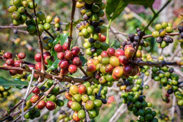 Coffee tree with ripe berries on farm at north of Thailand.