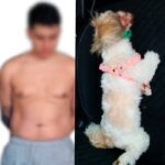 Capturan a hombre por violencia intrafamiliar y arrojar una cachorra desde un octavo piso