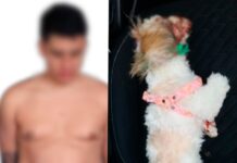Capturan a hombre por violencia intrafamiliar y arrojar una cachorra desde un octavo piso