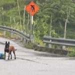 Habilitan la vía Medellín–Ituango tras neutralización de artefacto explosivo