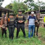 Recuperan dos equinos avaluados en $470 millones que habían sido hurtados en Quindío