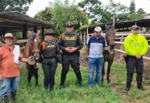 Recuperan dos equinos avaluados en $470 millones que habían sido hurtados en Quindío