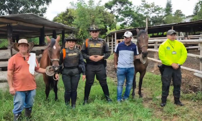 recuoperación equinos