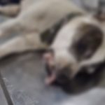 Crueldad sin límites: dos perros fueron hallados en condiciones deplorables