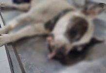 Crueldad sin límites: dos perros fueron hallados en condiciones deplorables