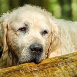 Corte Constitucional prohíbe sacrificar animales únicamente por vejez extrema